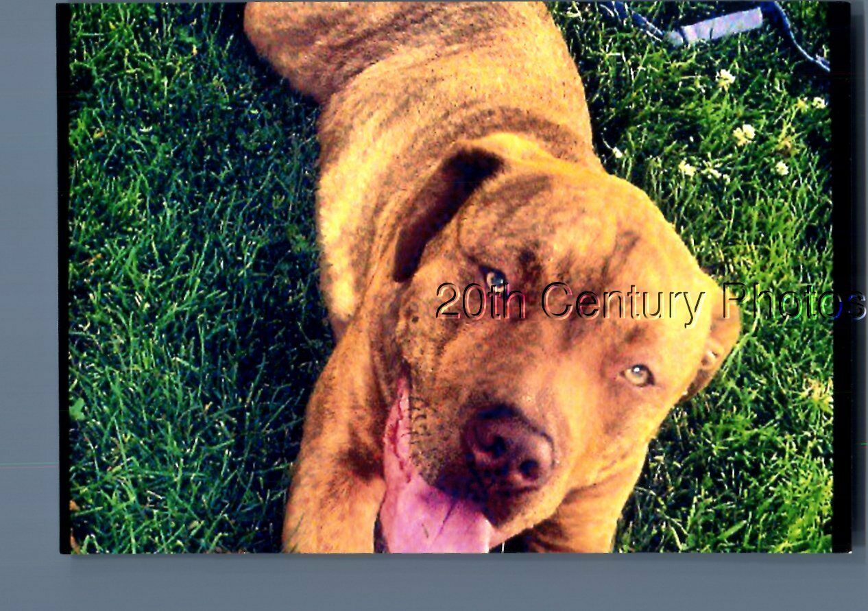 FOUND COLOR PHOTO P+0798 CLOSEUP OF LARGE DOG LAYING ON GRASS