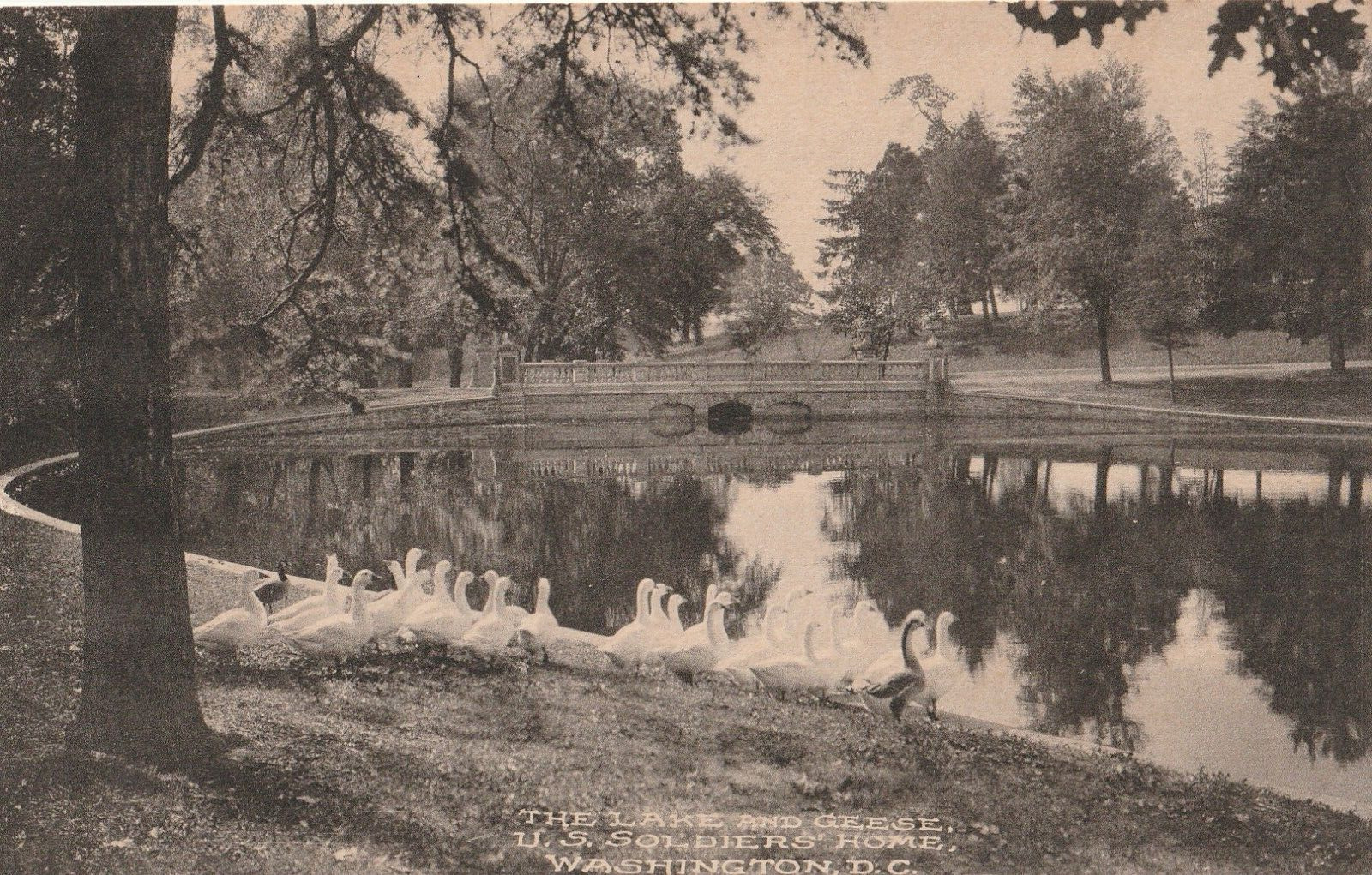 Vintage Postcard The Lake and Geese U.S. Soldier's Home Washington, DC B&W Photo