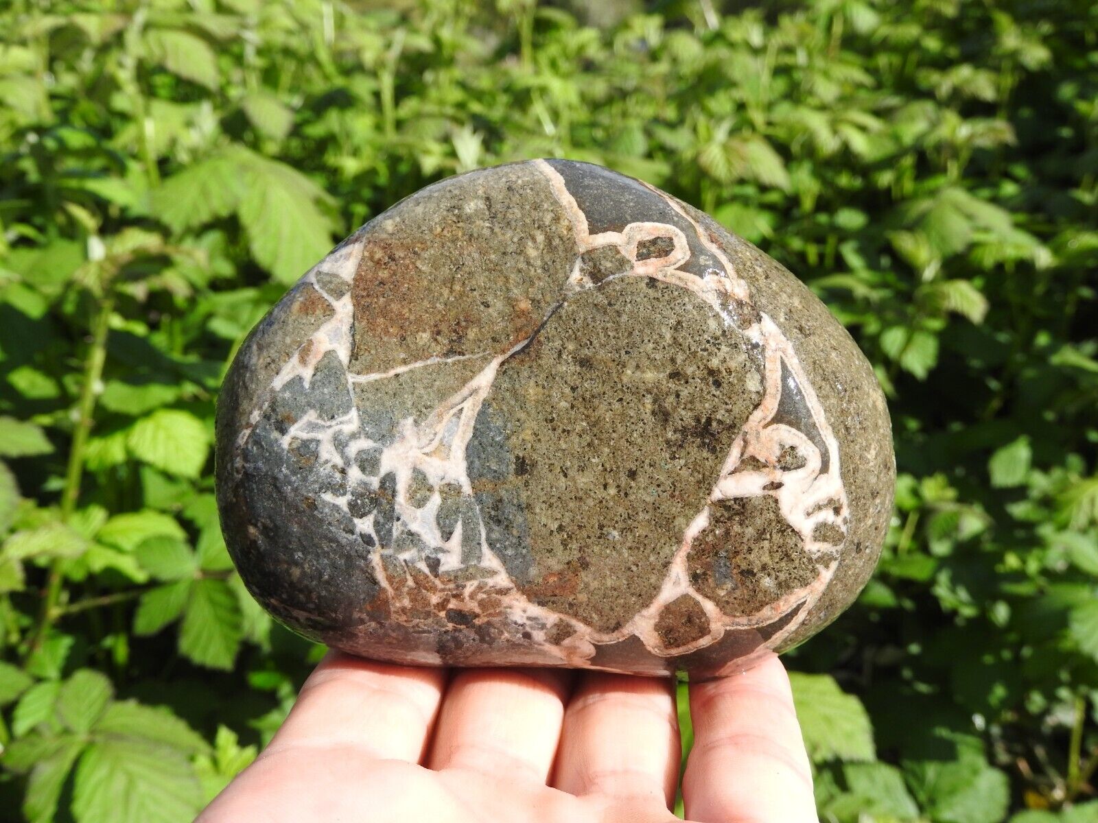Banded RHYOLITE Beach, River Rock 26oz MARBLED, Fortified Agate Banding RARE