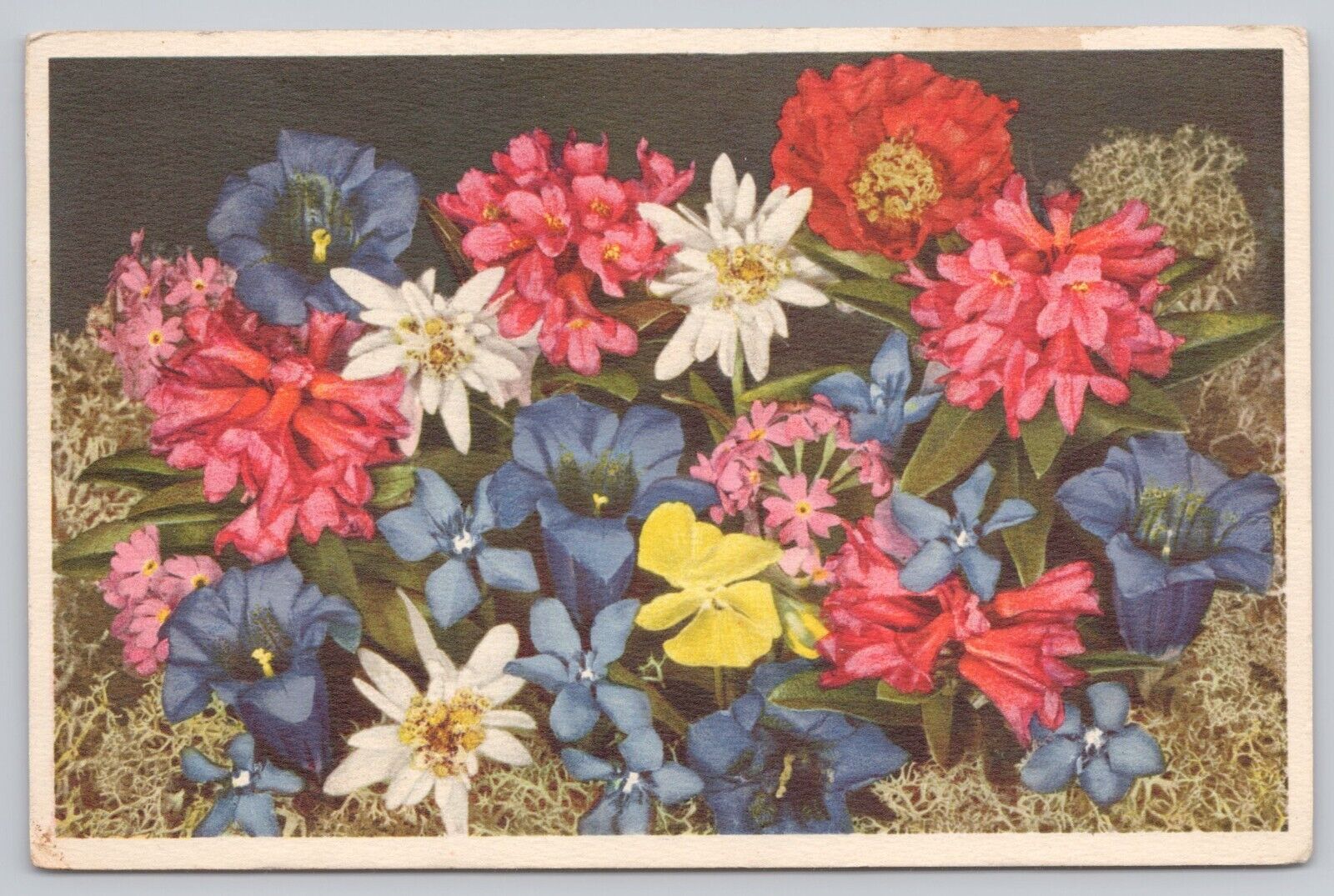 Akron Ohio, Alpine Rose Gentian Edelweiss Poppy Primrose Violet Vintage Postcard