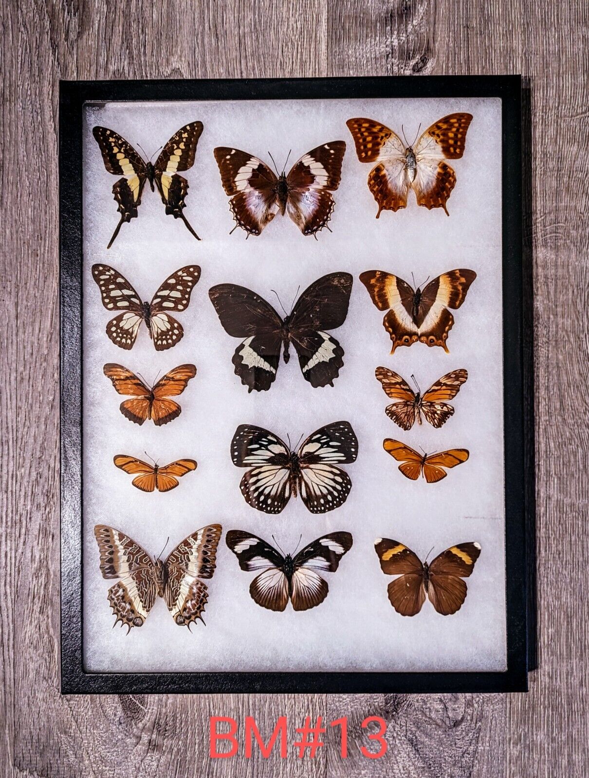 Antique Taxidermy Butterfly Mount Decor #BM13