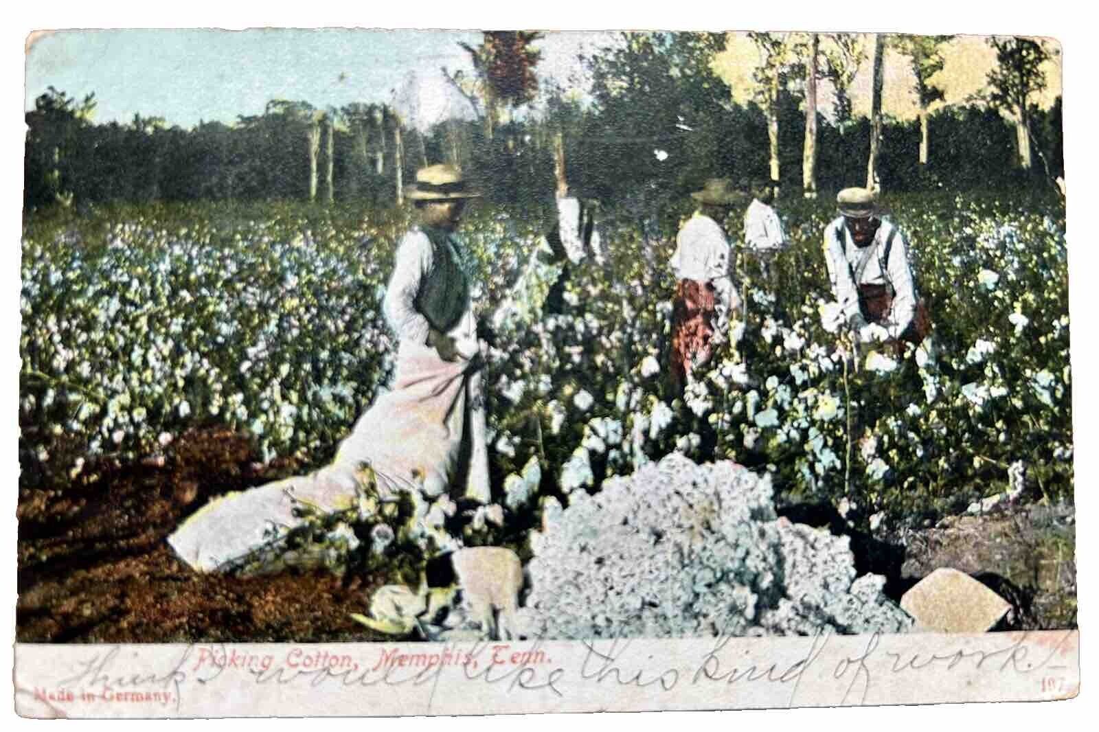 Picking Cotton Vintage Postcard. 1906. Memphis Tennessee