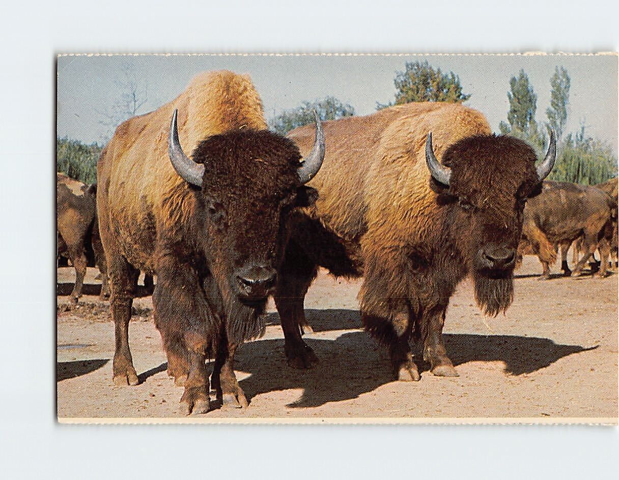 Postcard Buffalo Herd Marineland & Game Farm Niagara Falls Canada
