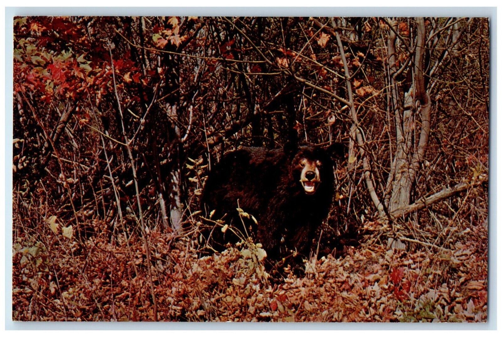Greetings From Crystal Spring Pennsylvania PA, Black Bear At The Forest Postcard