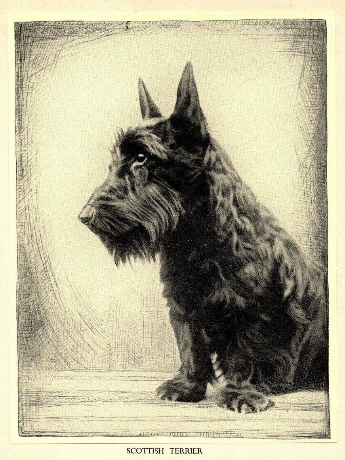 1935 Antique Scottish Terrier Print Malcolm Nicholson Scottie Illustration 4503v