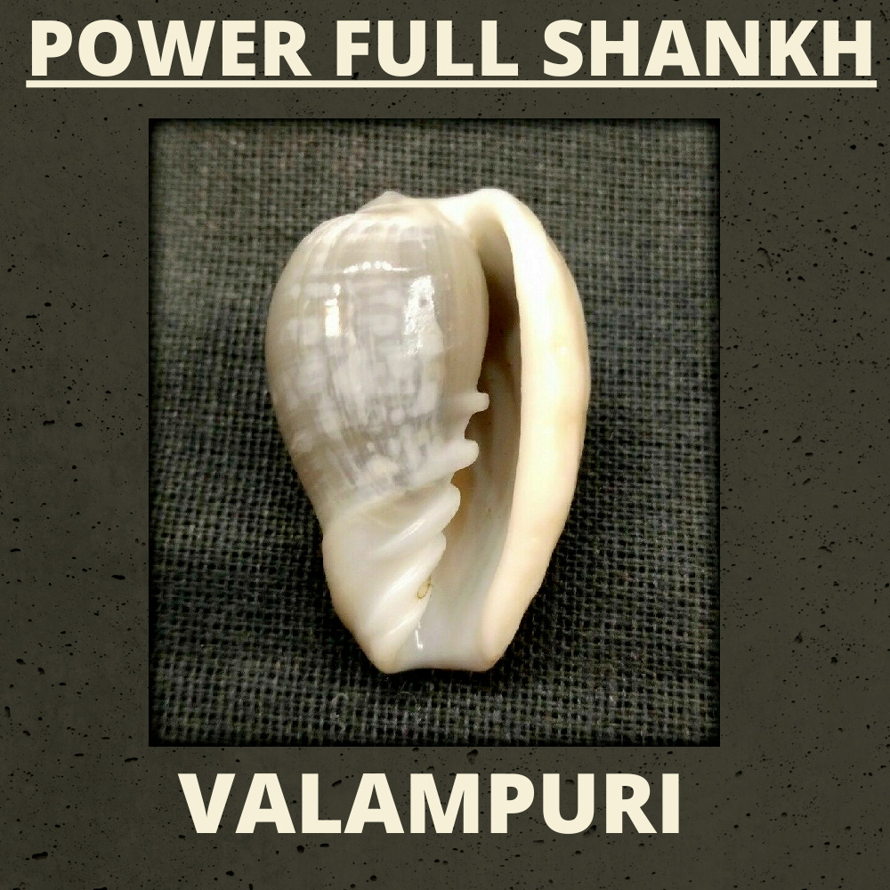 Certified 100% Authentic Rarest Valampuri/Dakshinavarti Shankh.