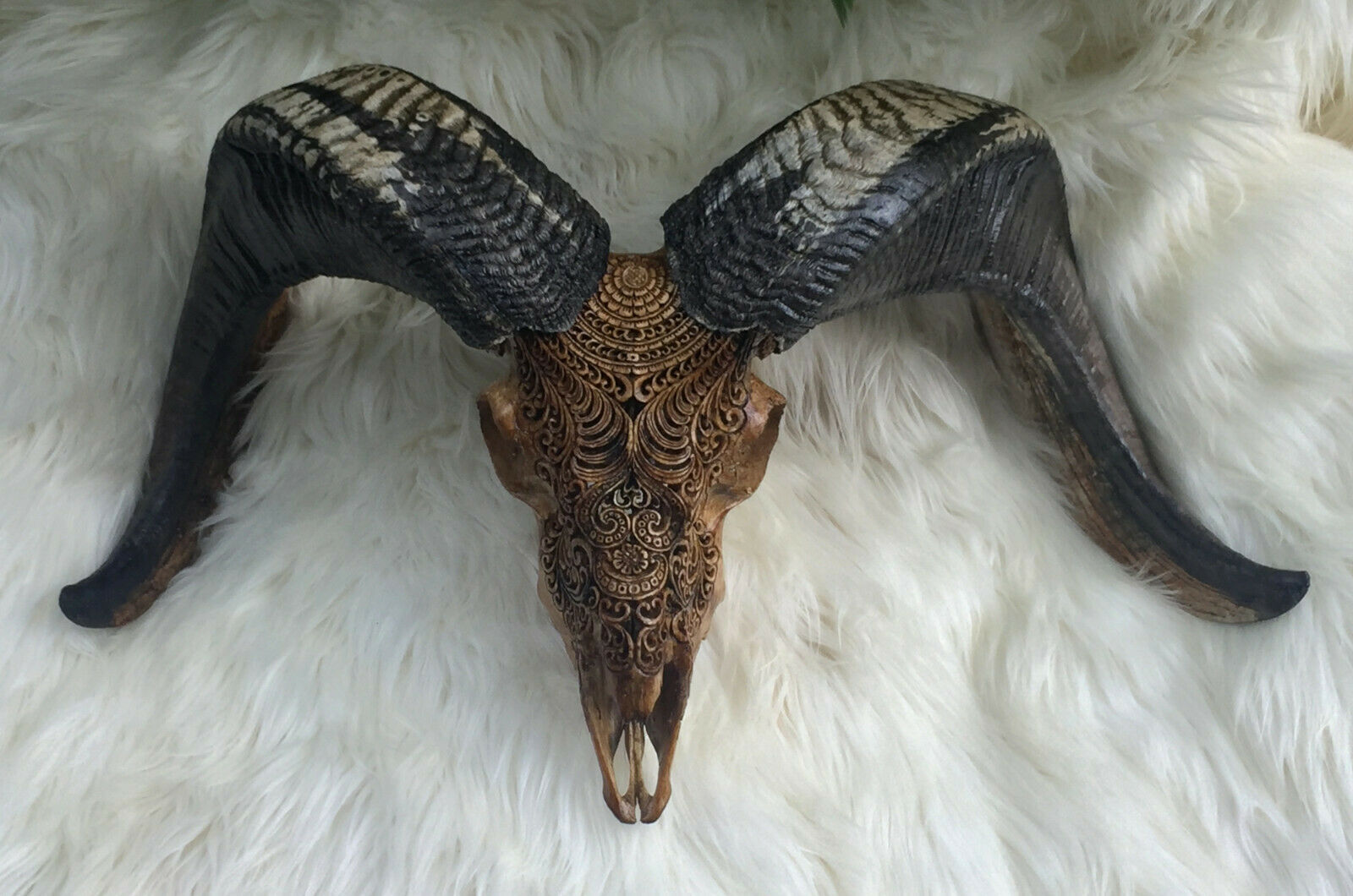 Ram SKULL Goat Buffalo Animal Bull cattle Goat Modern Carving Filigree genuine 
