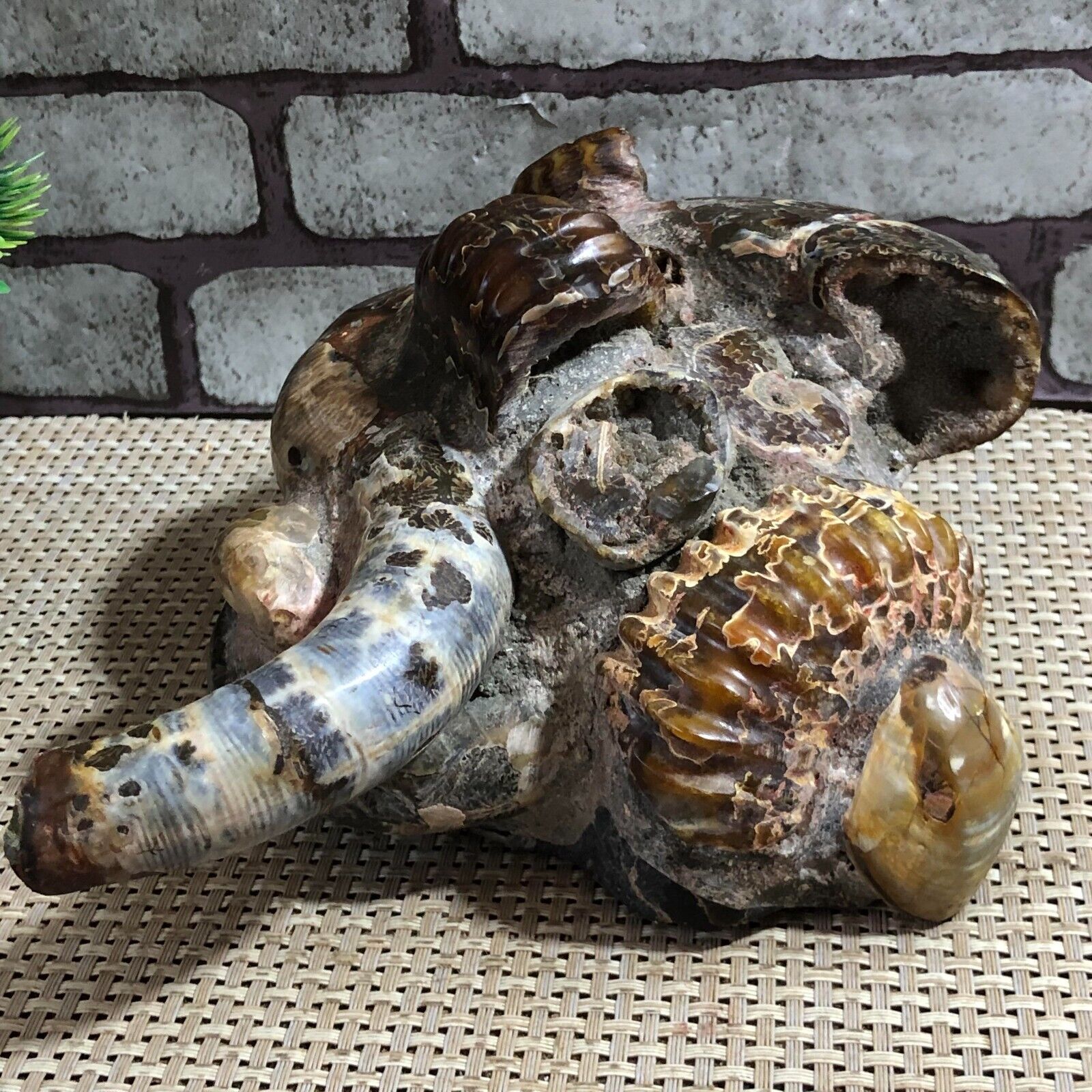2000g Natural ammonite conch crystal specimen healing