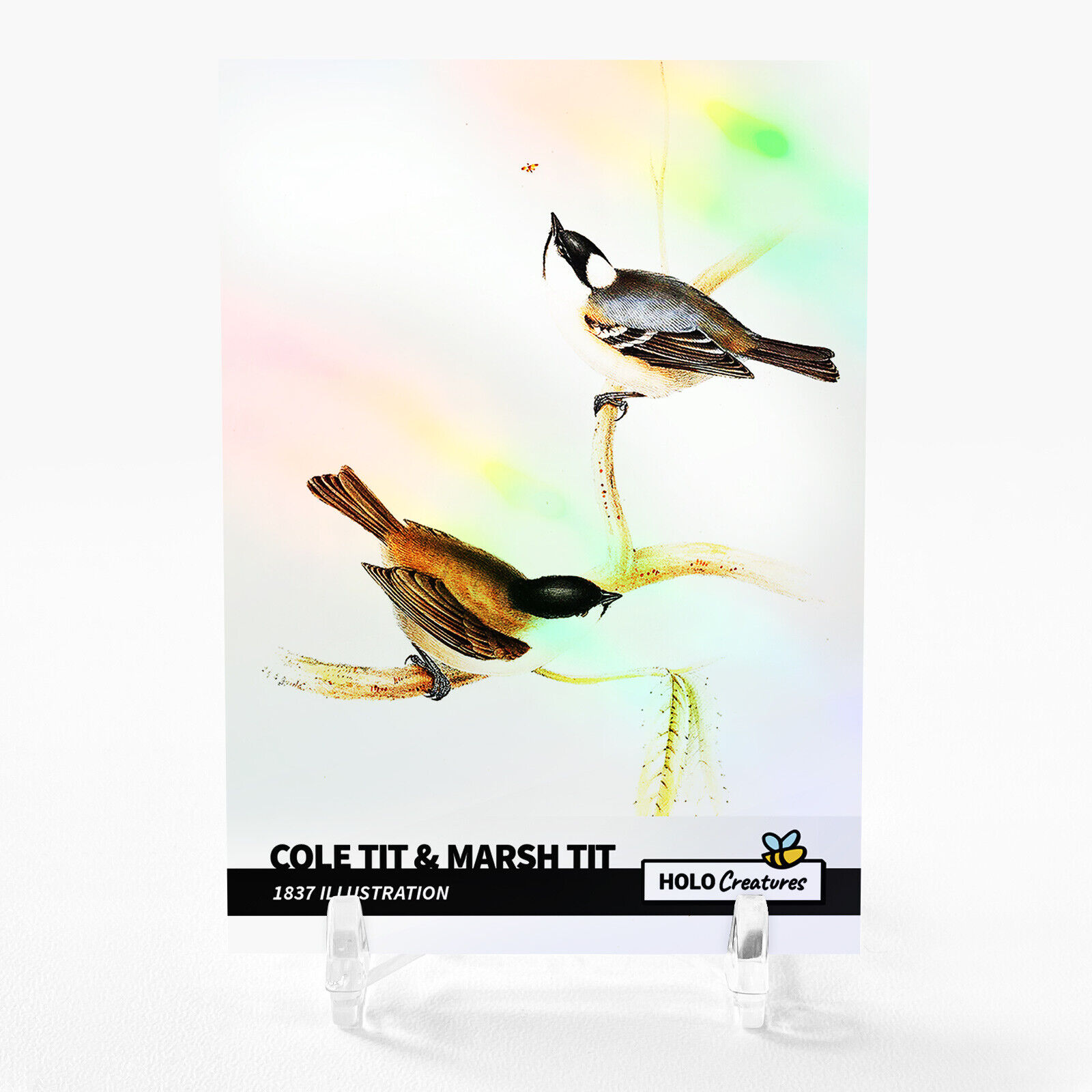 COLE TIT & MARSH TIT 1837 Illustration Card 2023 GleeBeeCo Holographic #CL18