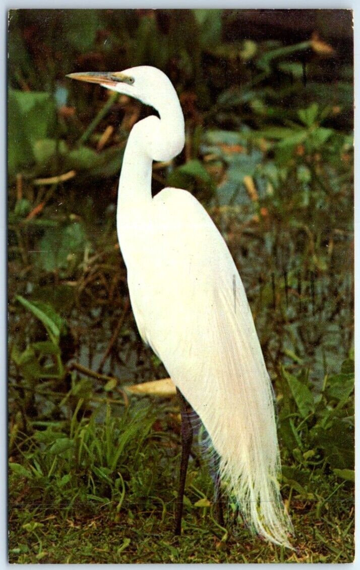 Postcard - The beautiful Snowy Egret