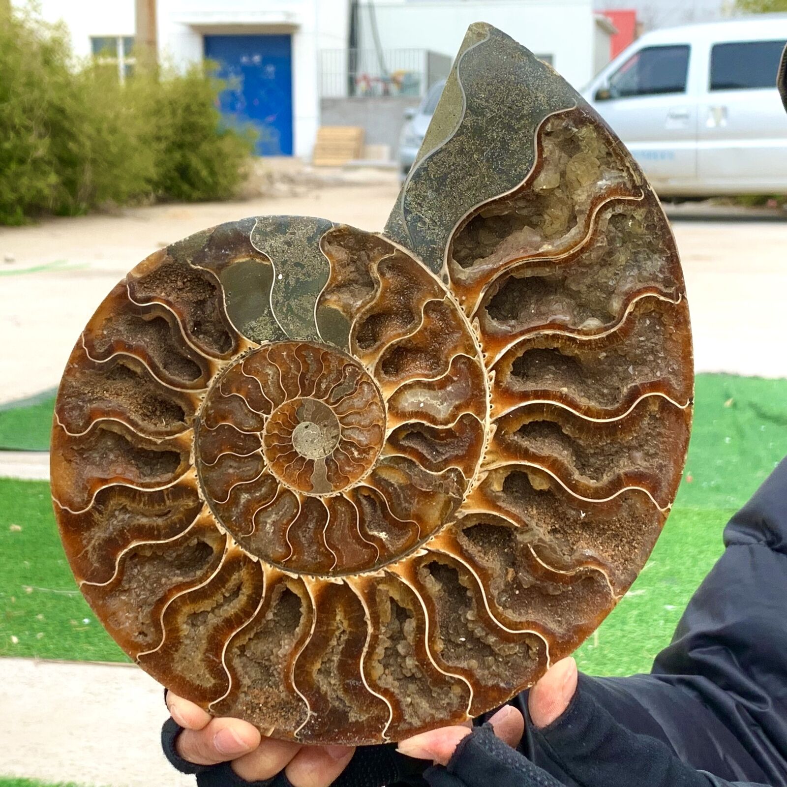 2.6LB Rare Natural Tentacle Ammonite FossilSpecimen Shell Healing Madagascar