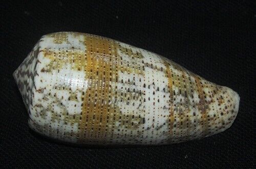 69 mm LARGE Conus Assimilis Cone Seashell GREAT PATTERN Combine Ship #A1