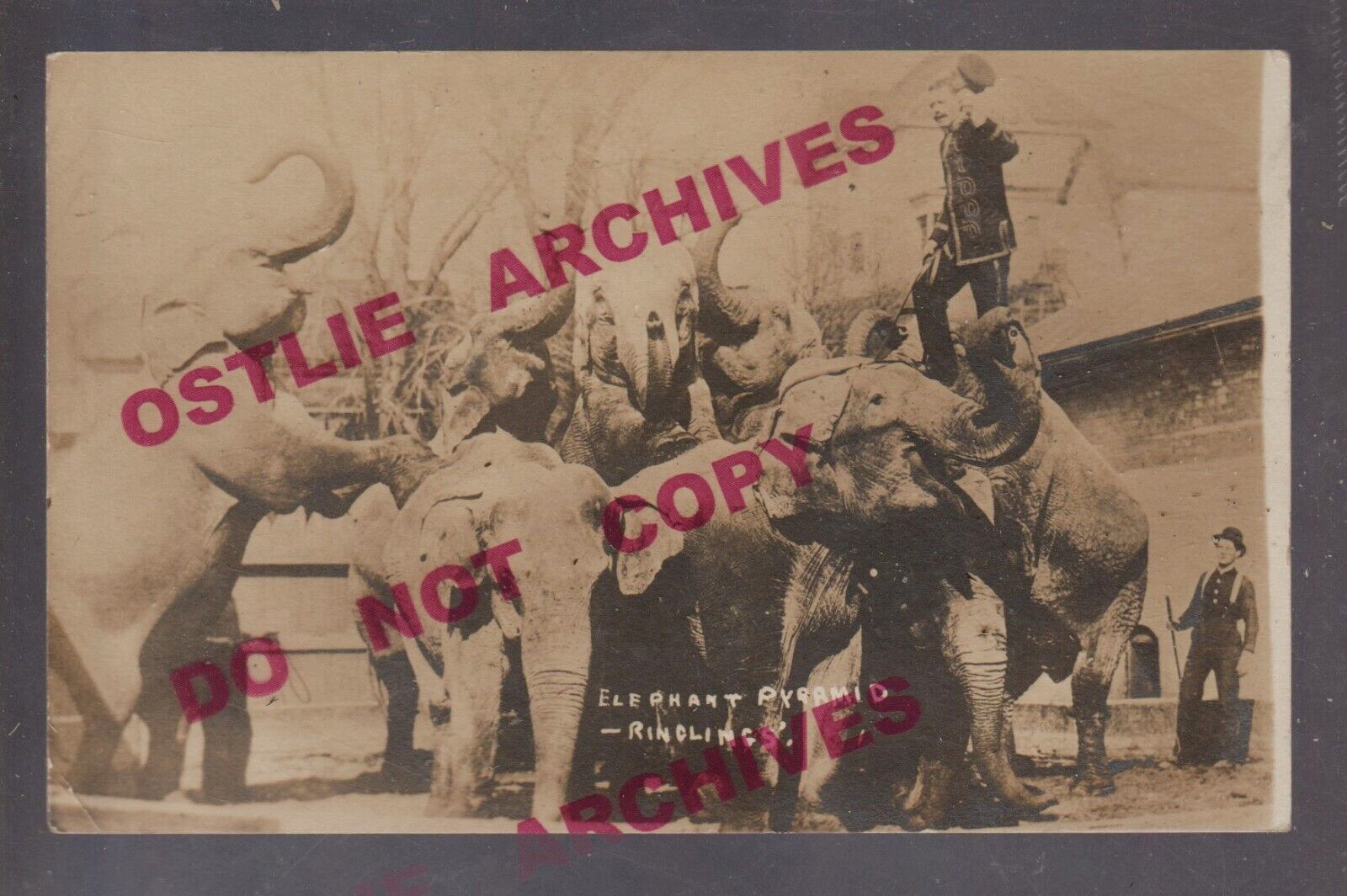 Baraboo WISCONSIN RPPC 1911 RINGLING BROS. CIRCUS Act ELEPHANT PYRAMID Trainer