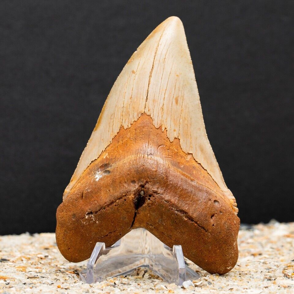 Authentic Chubutensis Shark Tooth | 4.47” All Natural Fossil