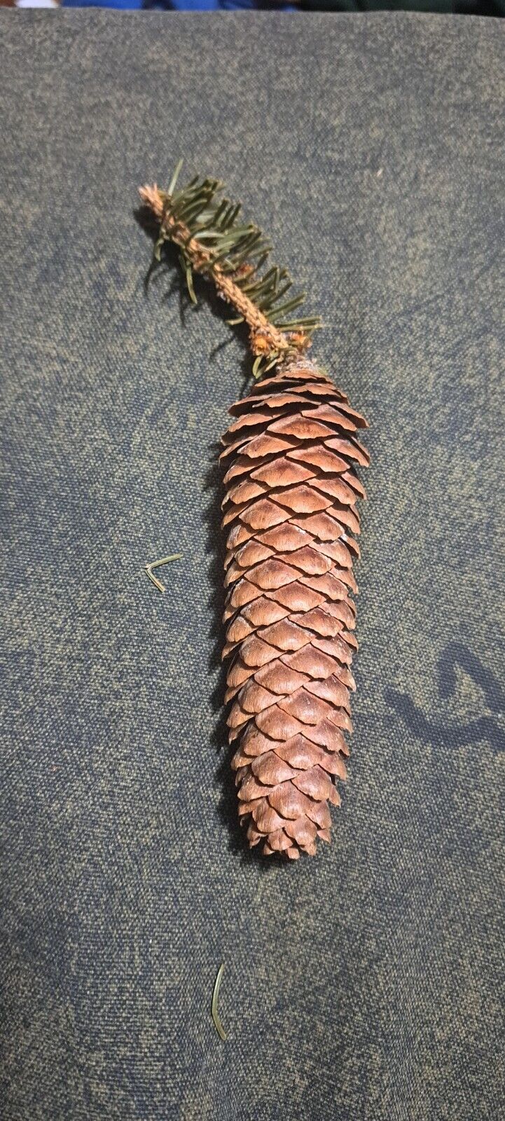 Pine Cone Shaped Like A Carrot