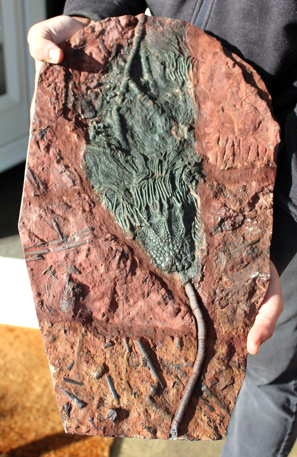 Very Large Fossil Crinoid Scyphocrinites 19.3 inches Ordovician age Morocco