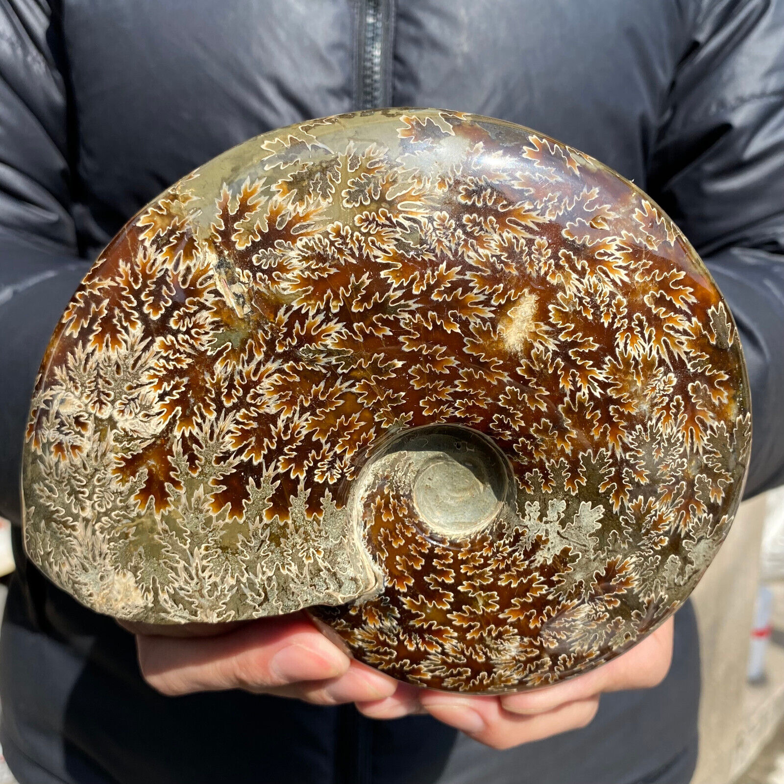 2.7lb Large Rare Natural Ammonite Fossil Conch Crystal Specimen Healing