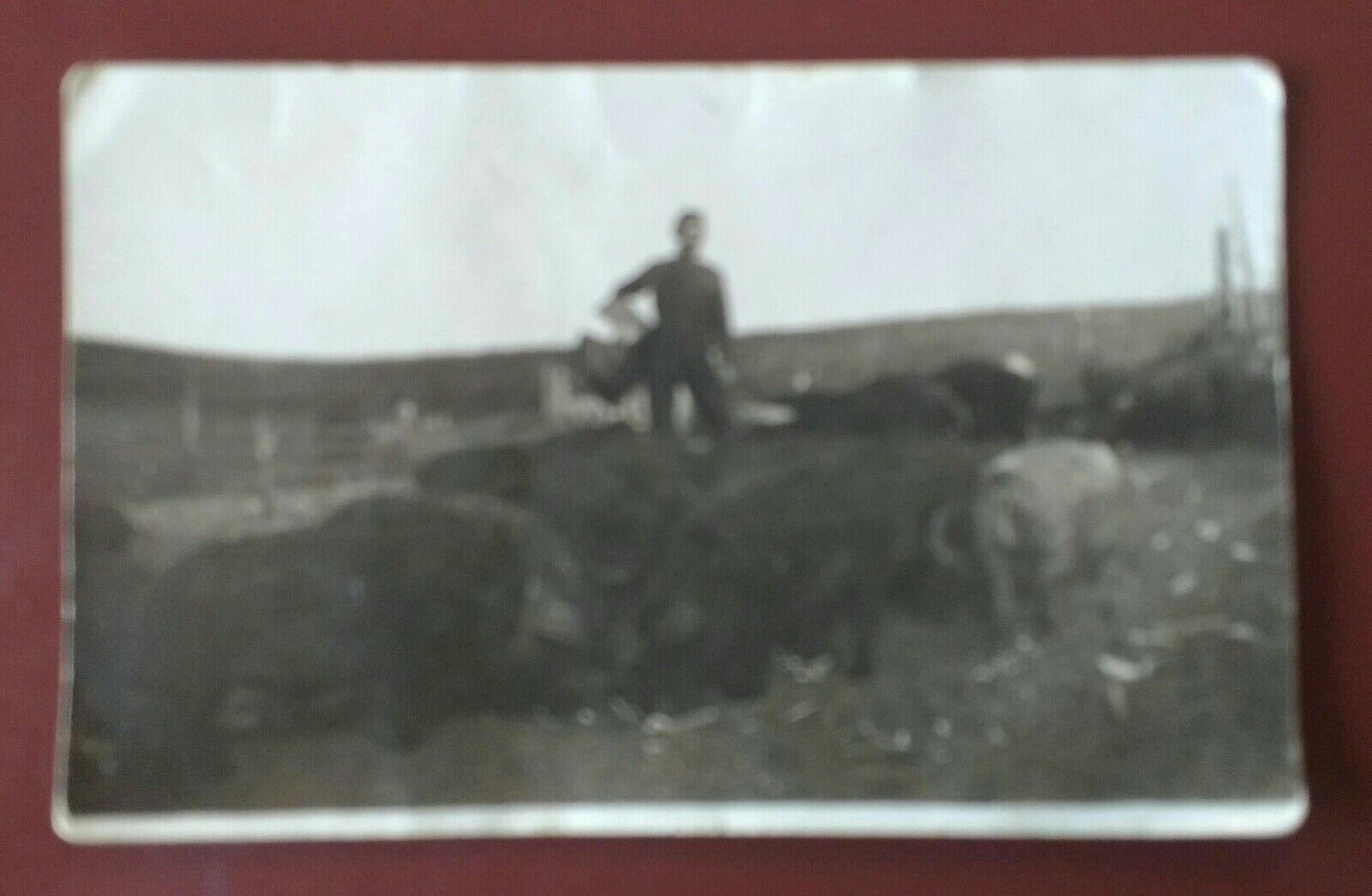 RPPC 1915 Man w/Hogs 