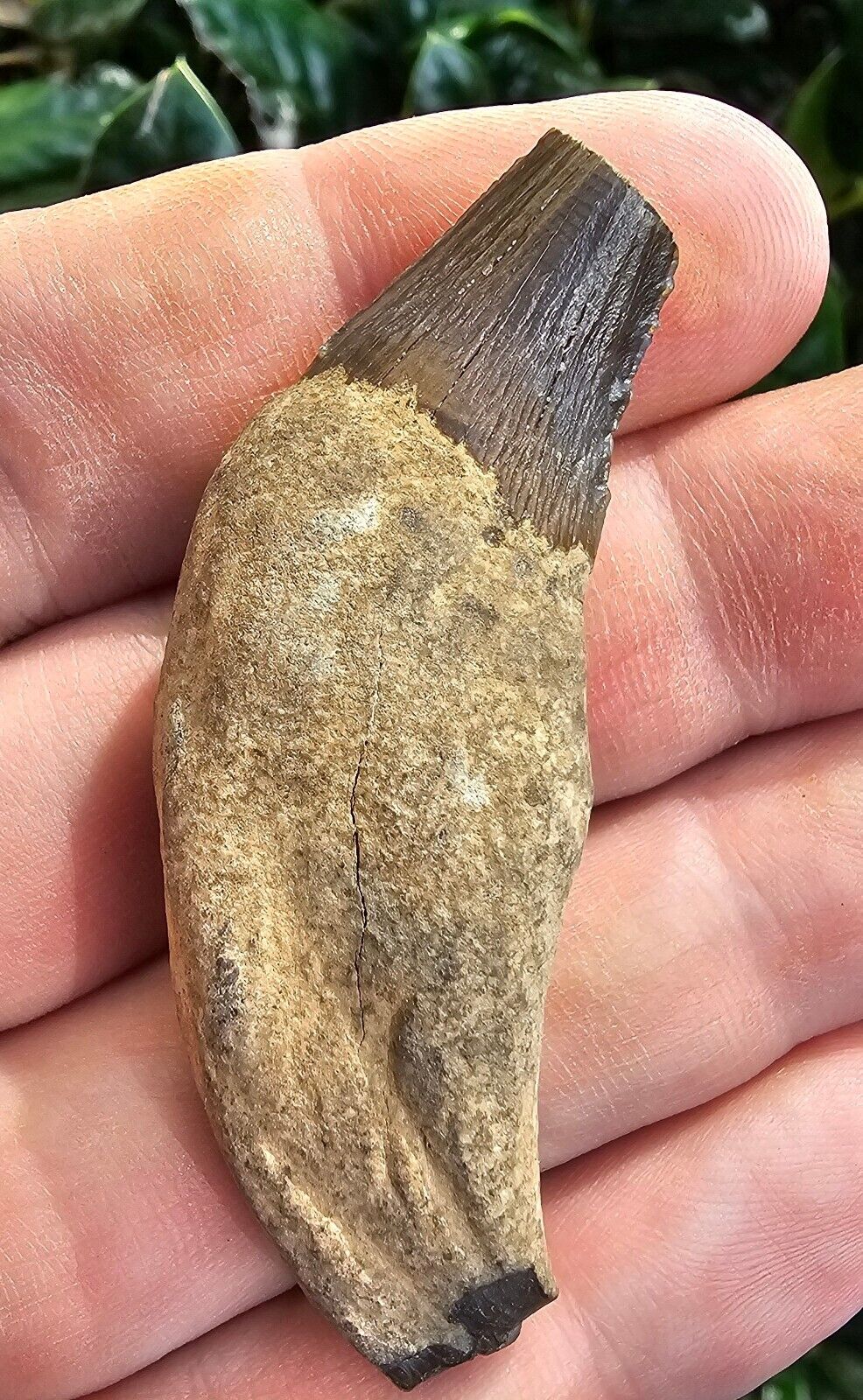 Very Nice Squalodon Incisor Fossil Tooth Calvert Cliffs Maryland