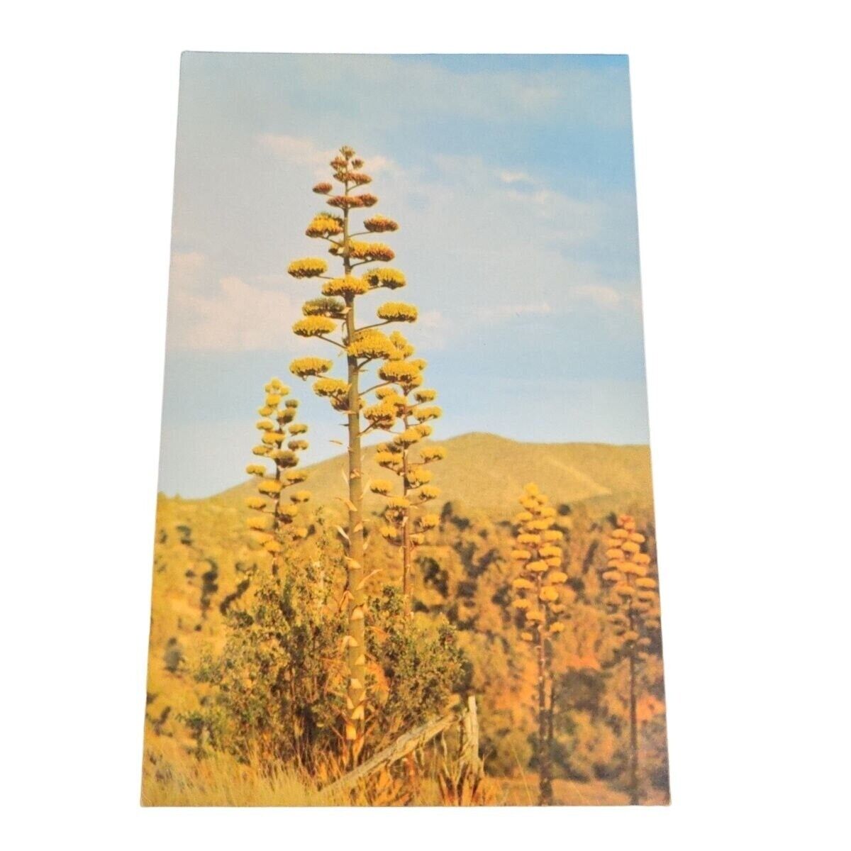 Postcard Agave Century Plant Arizona Desert Chrome Vintage Unposted