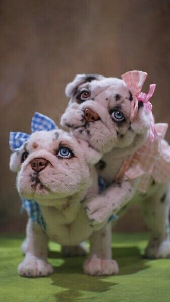 English Bulldog Puppy Dog Izzy~Realistic OAAK Collector Artist Animal Sculpture