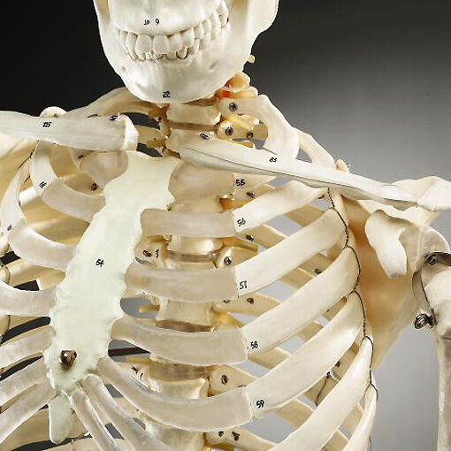 Life-Size Human Bucky Skeleton Numbered Bones Model 