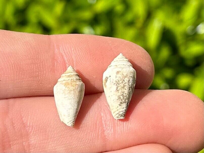 Italy Fossil Gastropods Conus mediterraneus Pliocene Age Italian Cone Shell