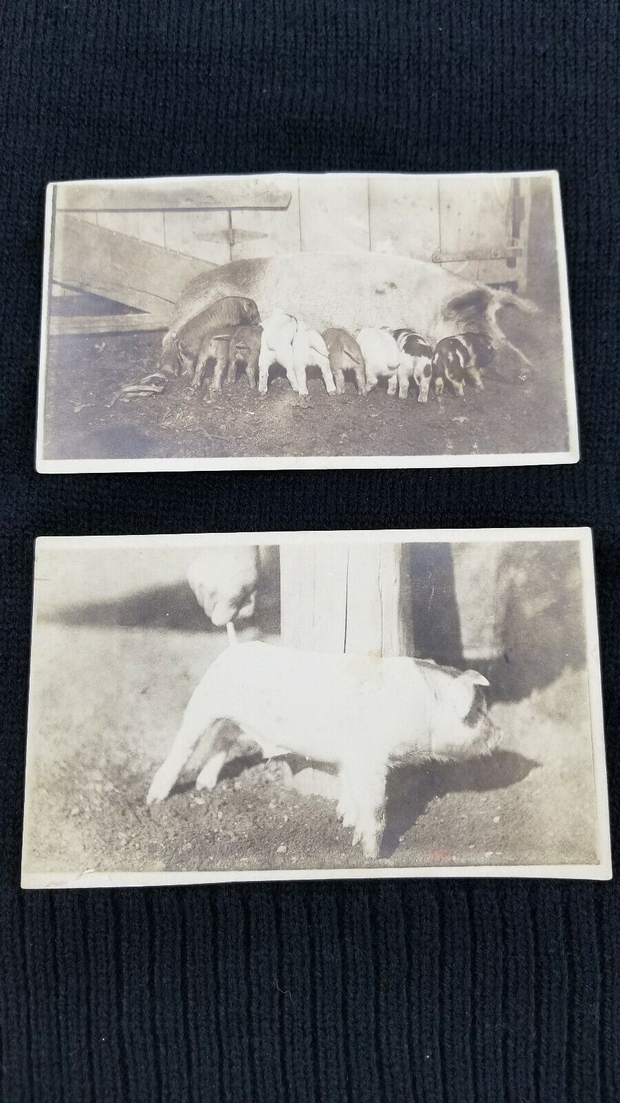 Antique Pig Postcard Vintage Piglets Black And White