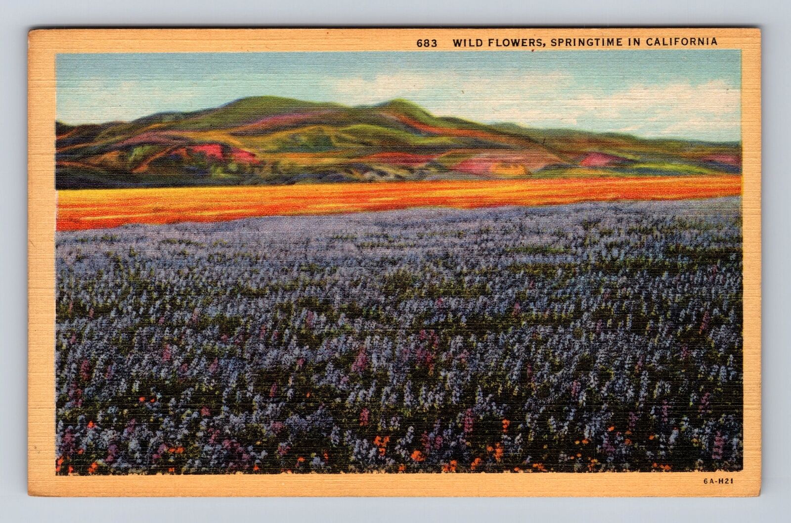 CA-California, Wild Flowers, Springtime, Antique, Vintage Souvenir Postcard