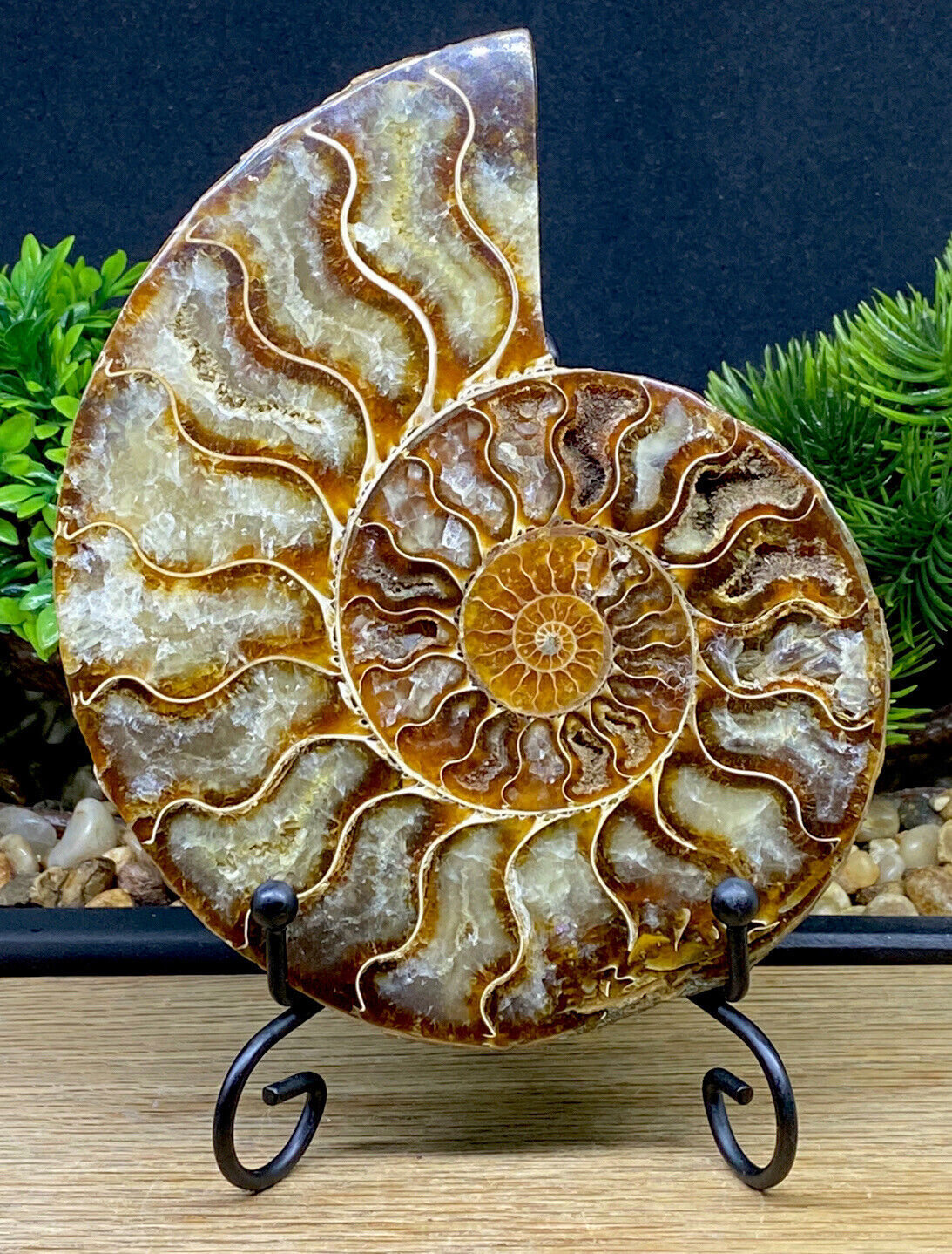 Large 160g, 416 Million Year Old Ammonite Madagascan Crystal Fossil+Metal Stand
