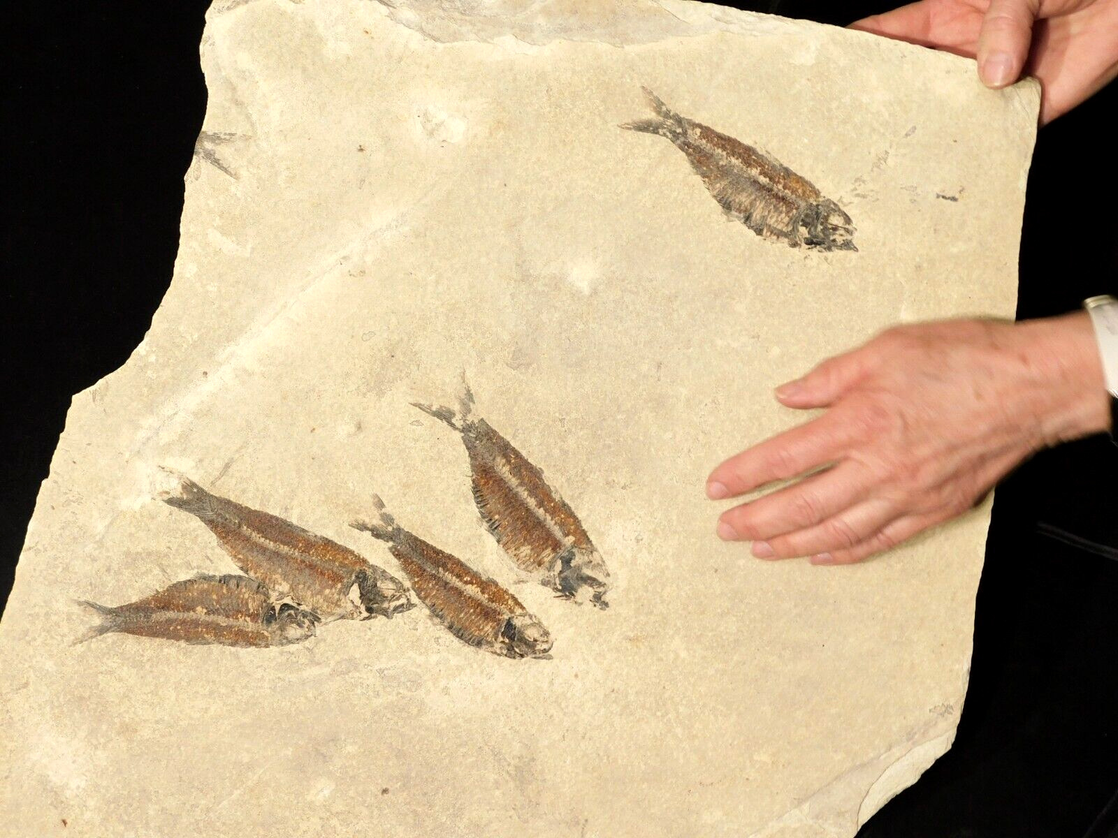 FIVE 50 Million YEAR Old FISH Fossils on HUGE Matrix w/Stand Wyoming 6585gr