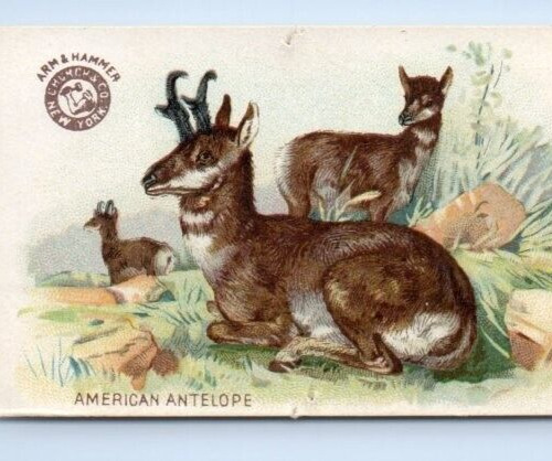 1893 Church & Co Arm Hammer American Pronghorn Antelope Trade Card #27 Animals