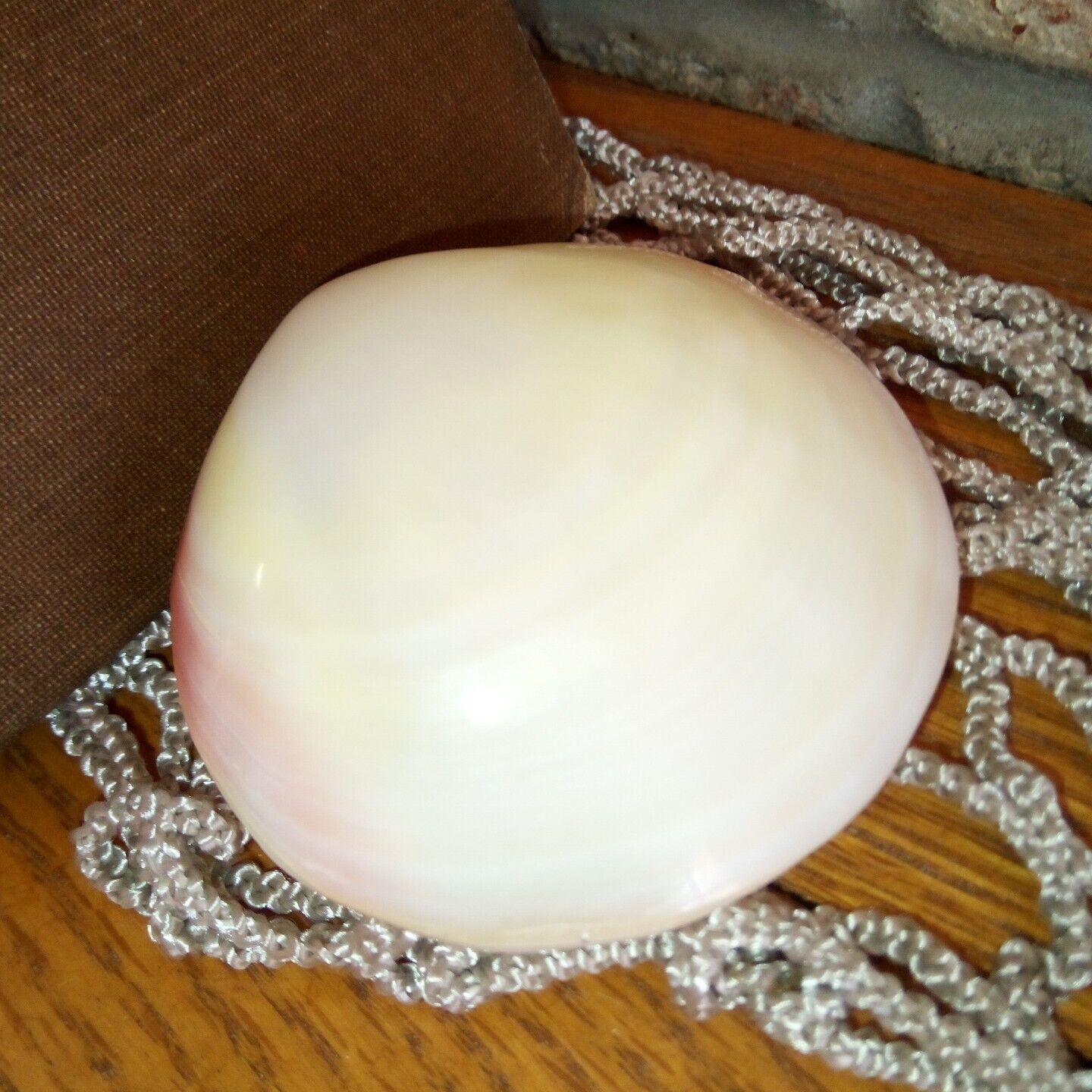 Vintage Polished Pink Clam Shell  Tiger Whole