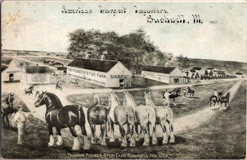  Advertising Postcard Truman\'s Pioneer Stud Farm Bushnell IL Illinois 1912 H-130