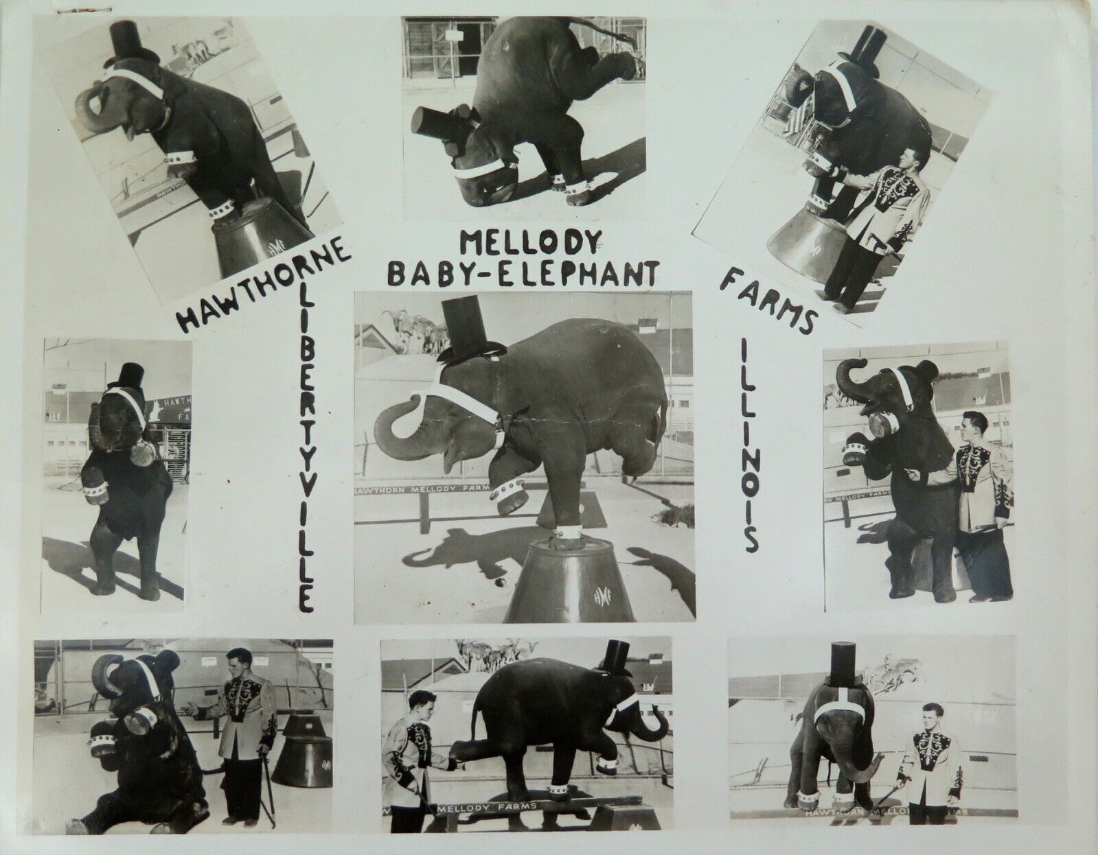 RARE c1940s Hawthorne Mellody Farms Baby Elephant Circus Promotional Card