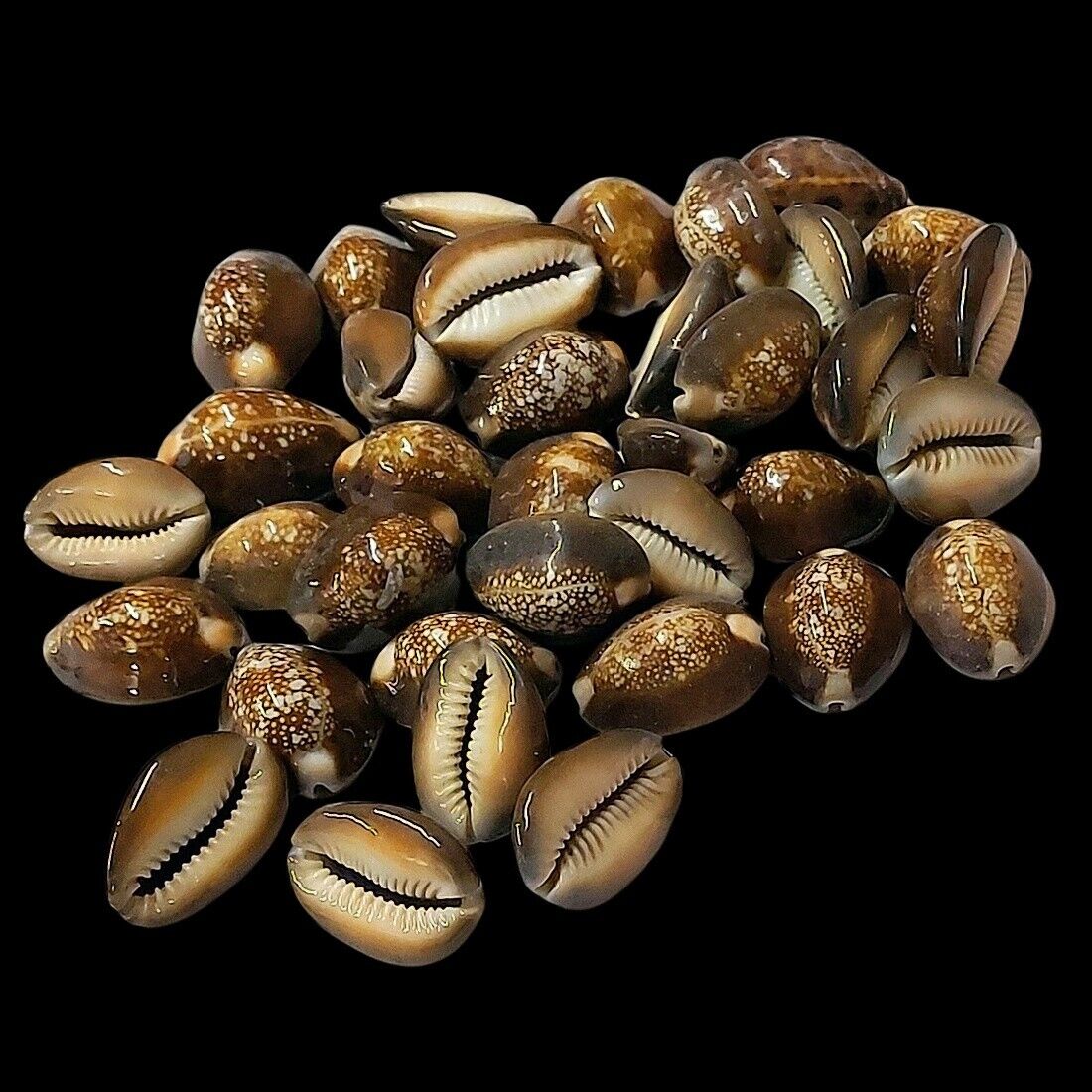 Brown Cowrie Shells For Crafts Art Decor Natural Sea Shell 20 pcs