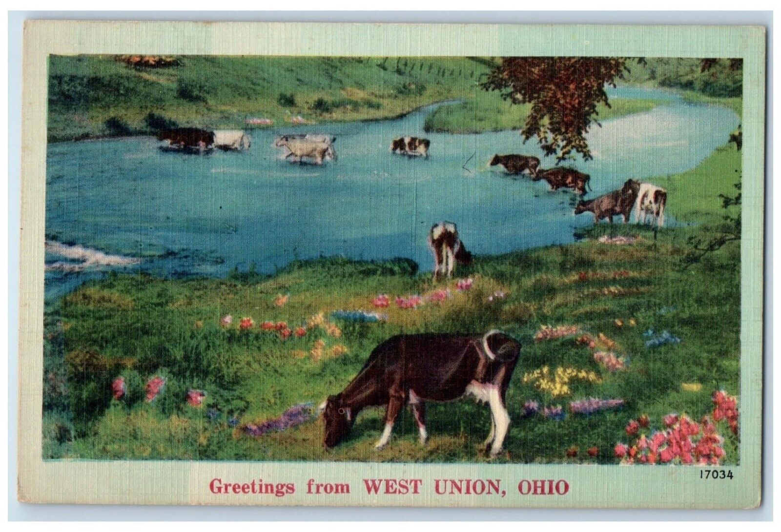 c1910's Greetings From West Union Ohio OH Unposted Antique Cows Postcard