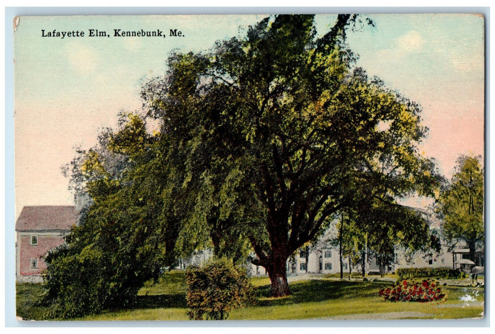 1914 Big Tree, Lafayette Elm, Kennebunk Maine ME Antique Unposted Postcard