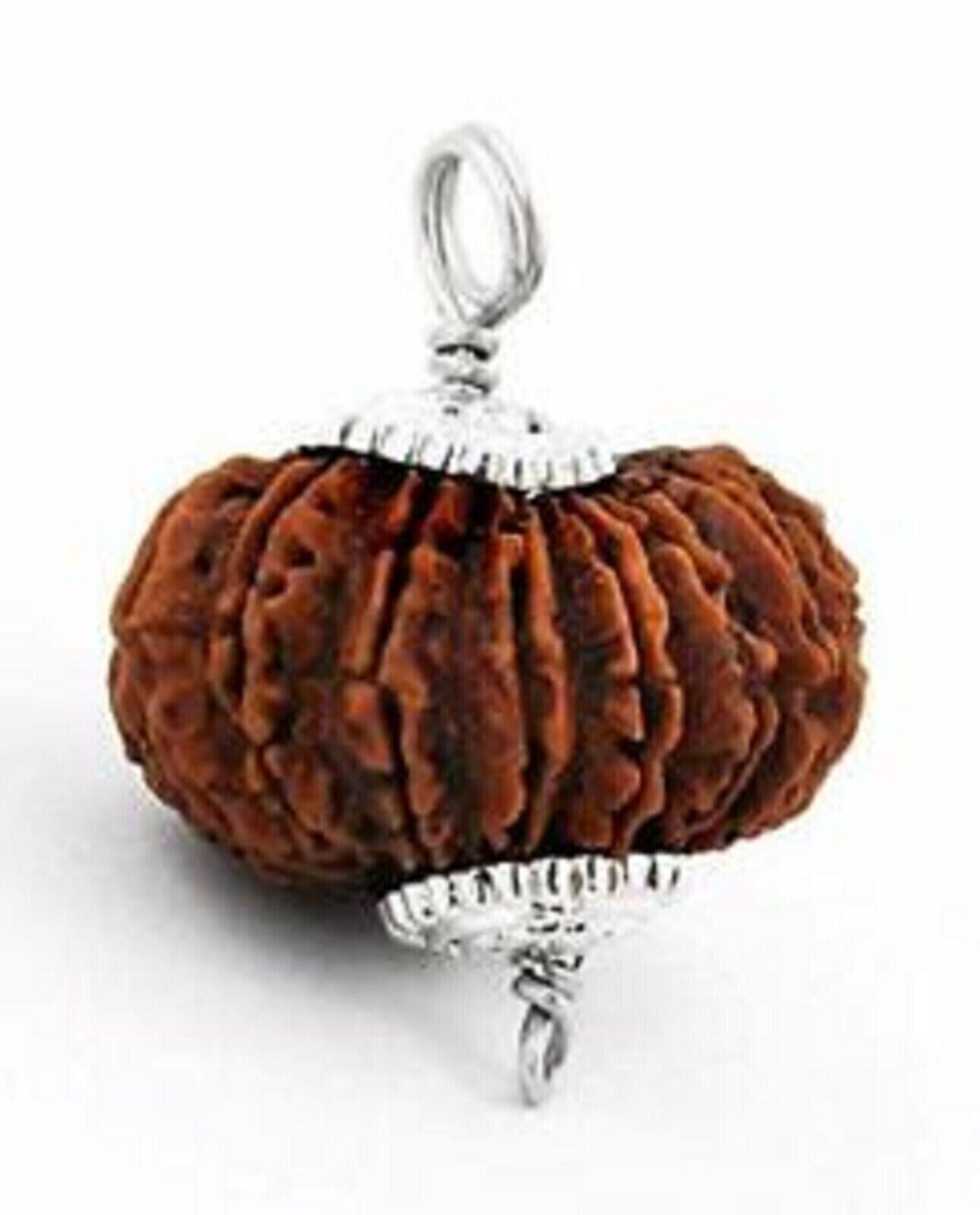 Authentic 18 Mukhi Rudraksha Collector\'s Bead - Lab Certified (A++) Size