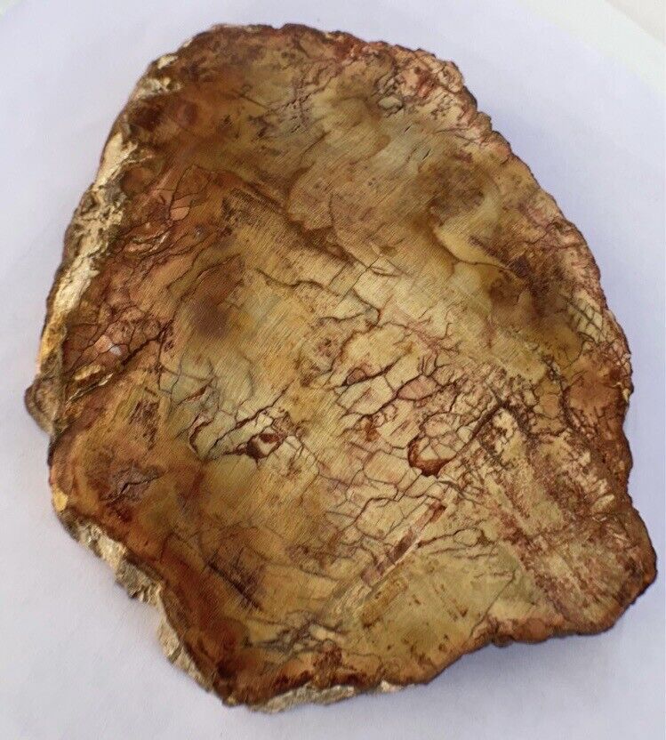 Petrified Wood Slab 560 Gram/both Sides Polished,Bark Ring On/Beautiful Specimen