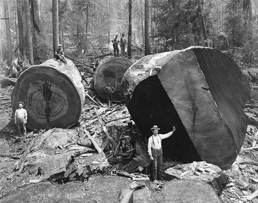 Vintage Redwood Sequoia Logging Photo Lumber jacks Big Logs California