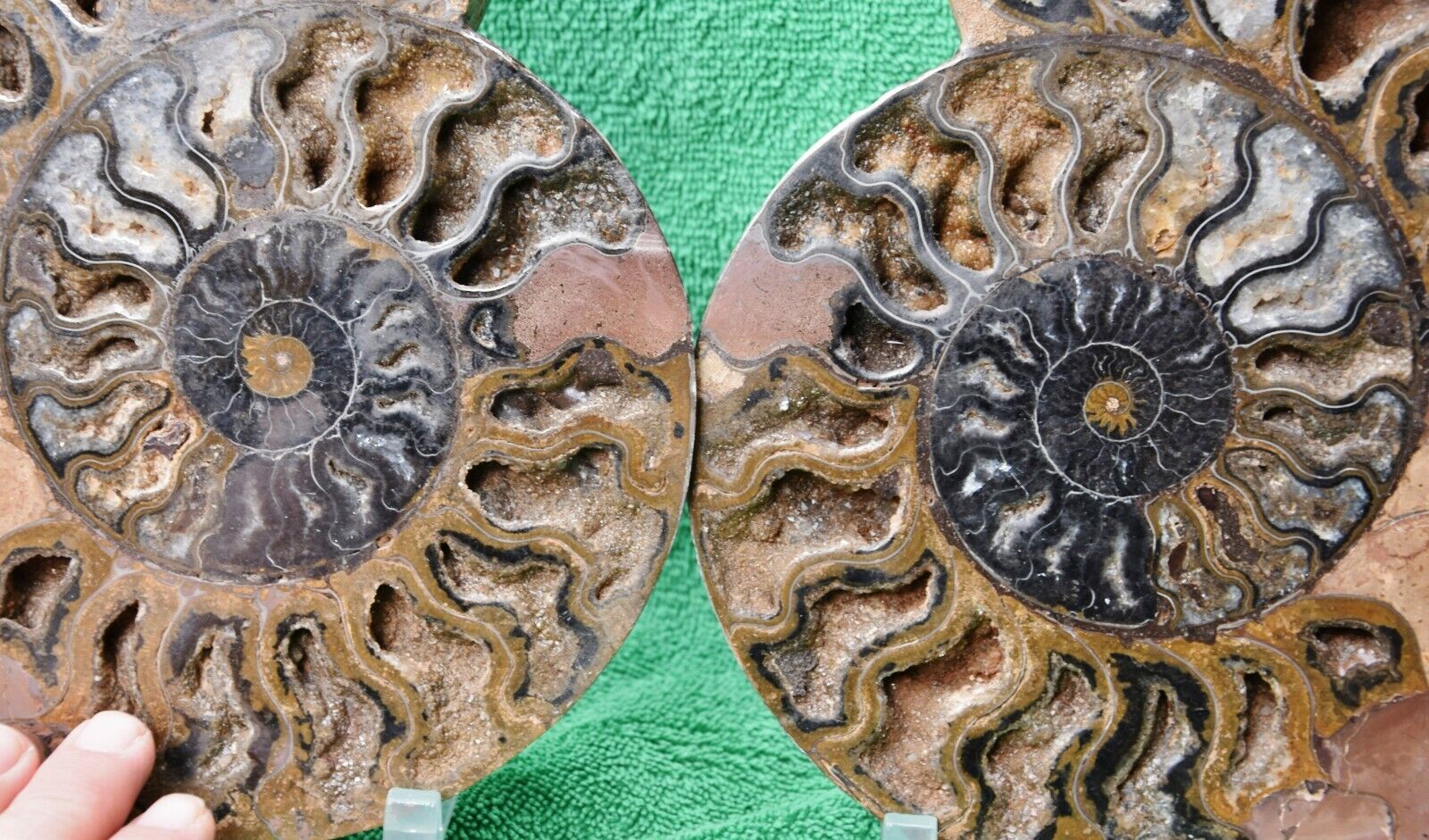 RARE 1n100 BLACK Ammonite Pair Deep Crystals 228mm XXXLRG 9.0