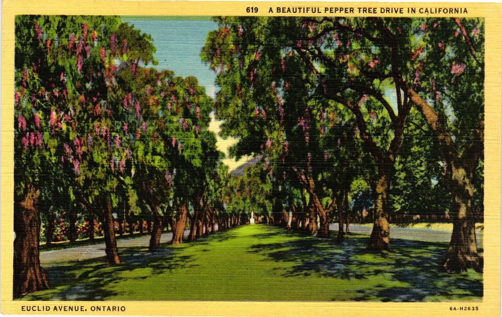 Vintage Postcard- Pepper Tree Drive, California. Early 1900s
