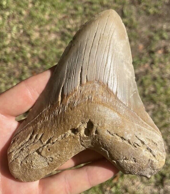 HUGE 5.75 Inch (Monster-Sized) MEGALADON Shark Tooth REAL Fossil
