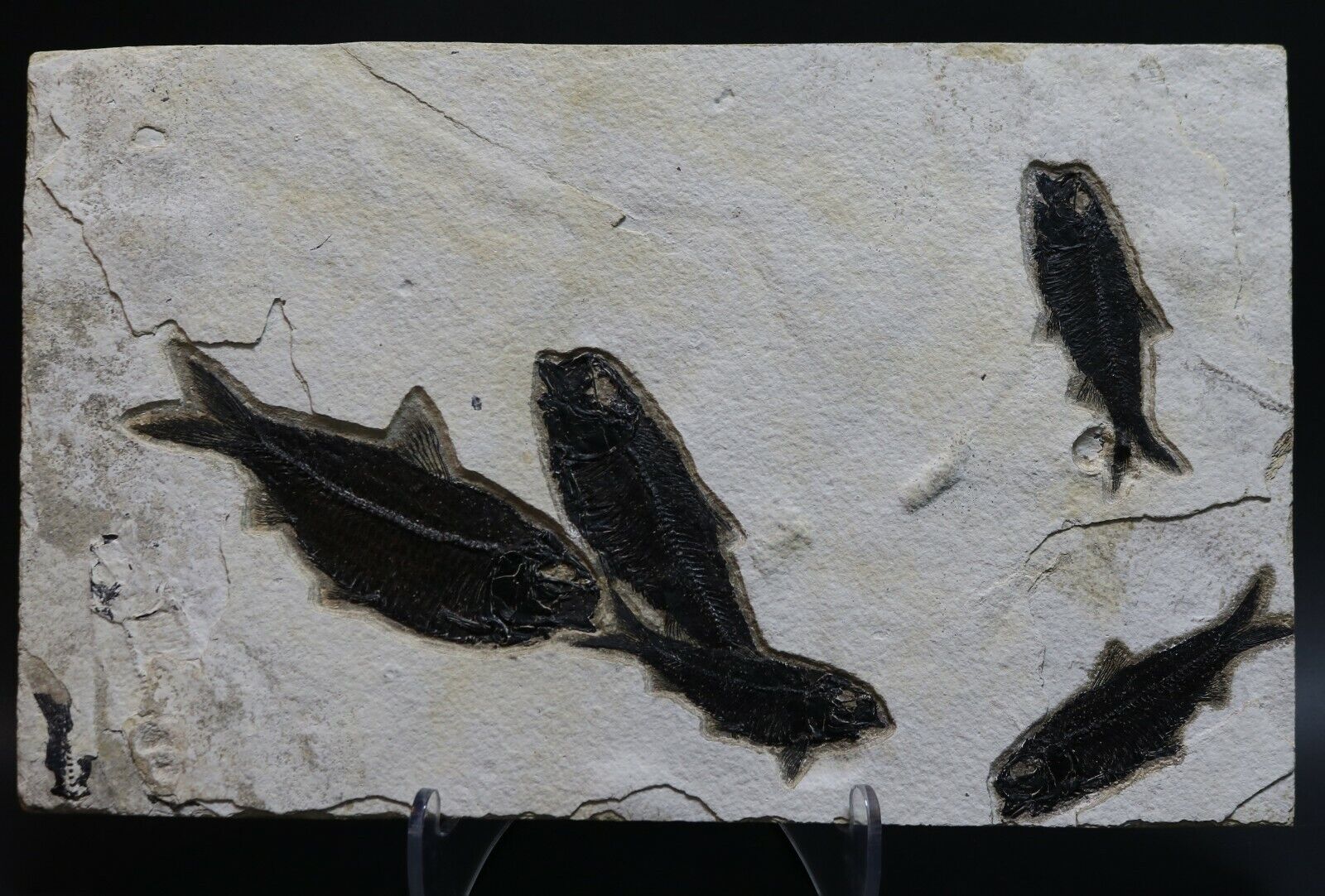 Fossil Fish 5 Amazing Black Knightia Green River Formation Wyoming WY COA 3575