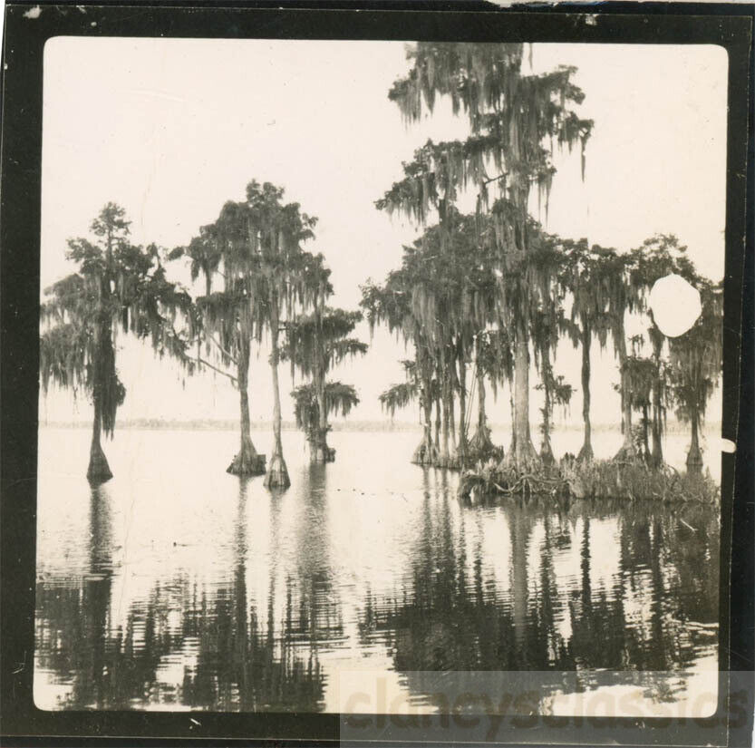 1948 Everglades Florida Reflection in Water Trees