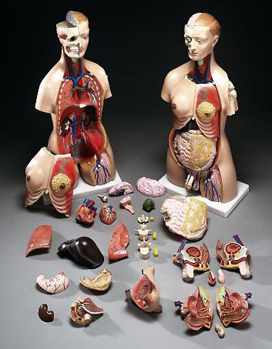 Life-Size Unisex Human Torso Anatomical Medical Model