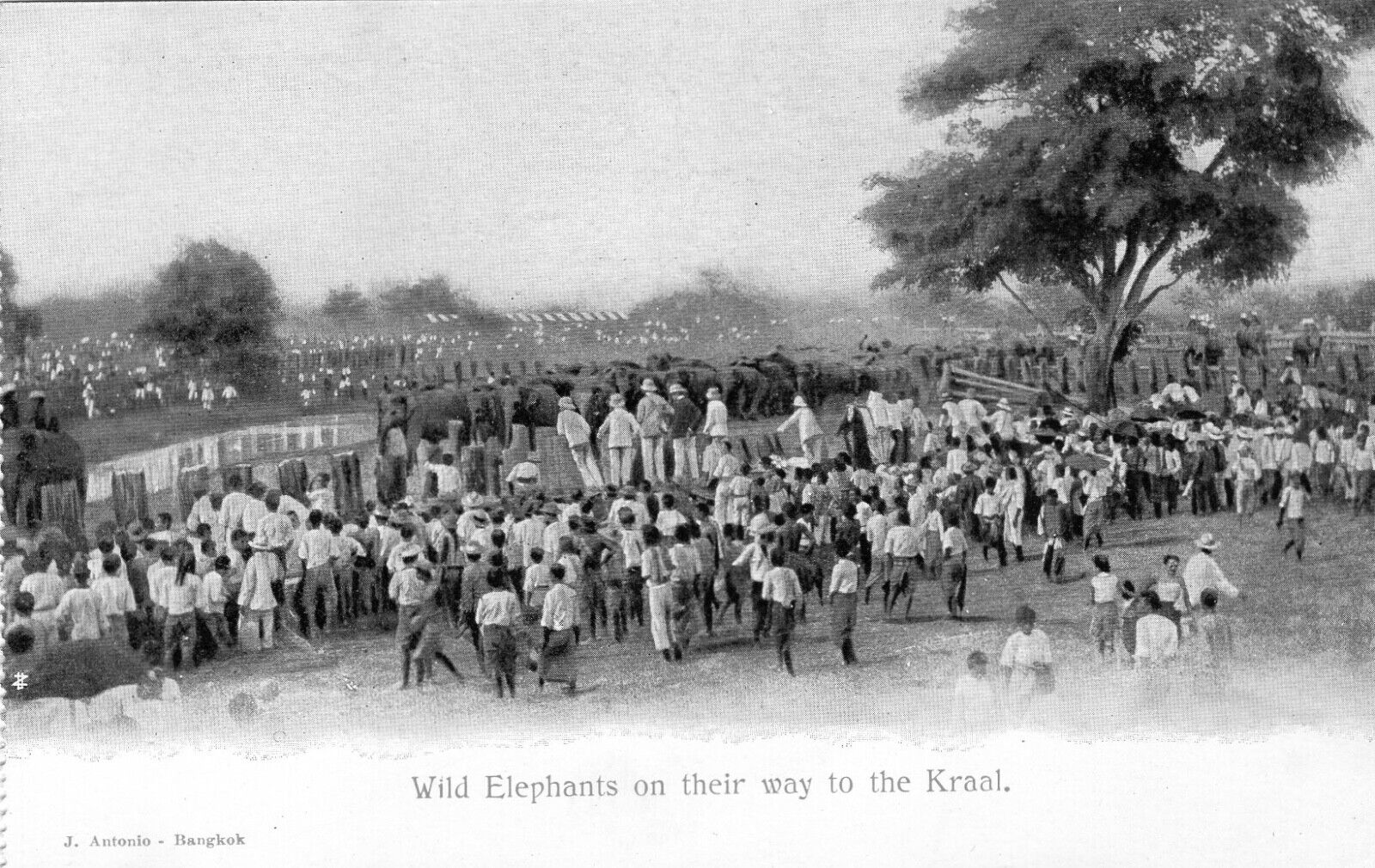 1899 Siam Thailand Postcard Wild Elephants on Their Way to the Kraal Thai Corral