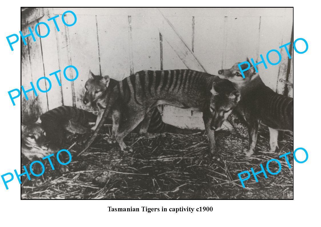 OLD 8x6 PHOTO FEATURING TASMANIAN TIGER IN CAPTIVITY c1900
