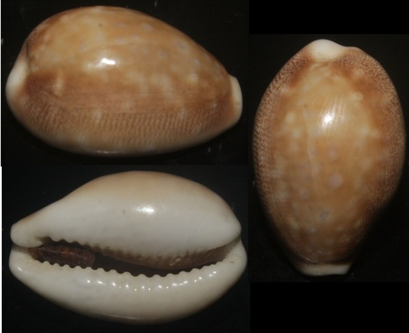 Tonyshells Seashells Cypraea vitellus VERY SMALL 21.2mm F+++/gem, superb small
